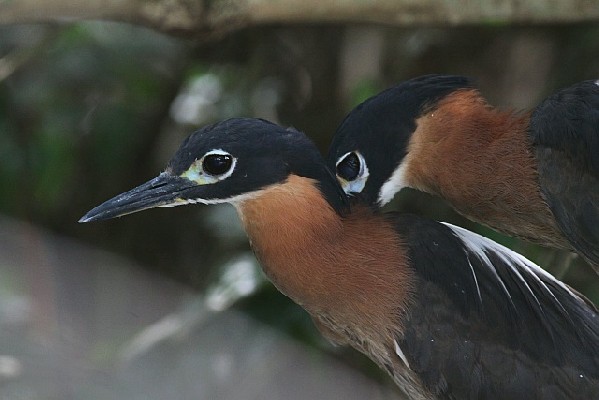 White-backed Night Heron