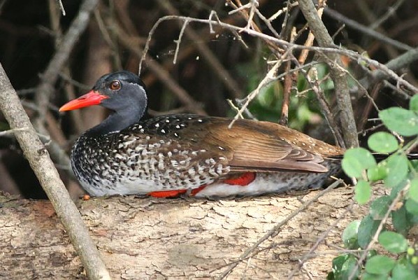 African Finfoot