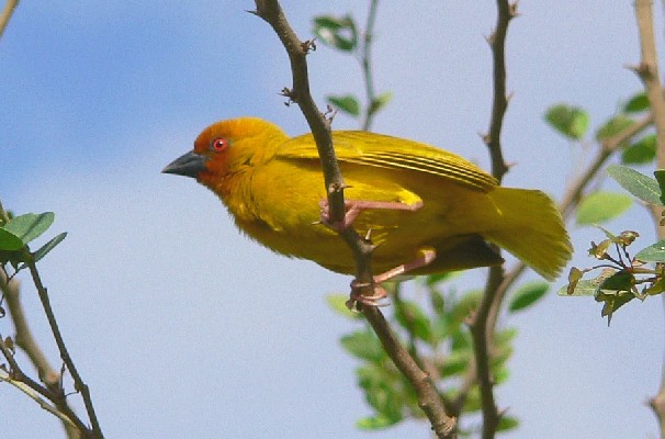 African Golden Weaver