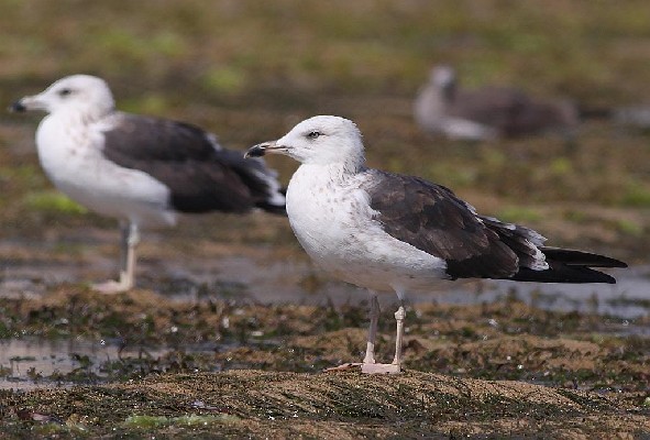 Lesser Black-backed Gull