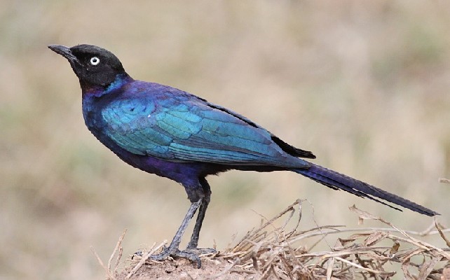 Ruppell's Starling