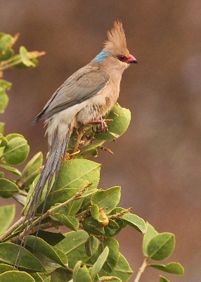Blue-naped Mousebird