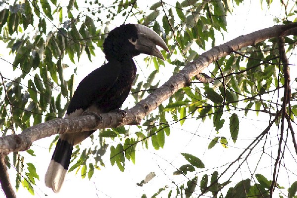 White-thighed Hornbill