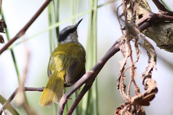 Grey-capped Warbler