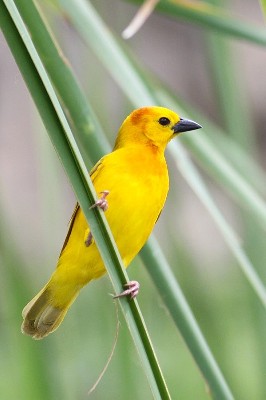 Taveta Golden Weaver