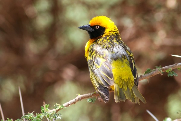Speke's Weaver