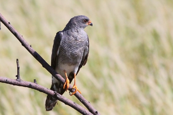 Ovampo Sparrowhawk