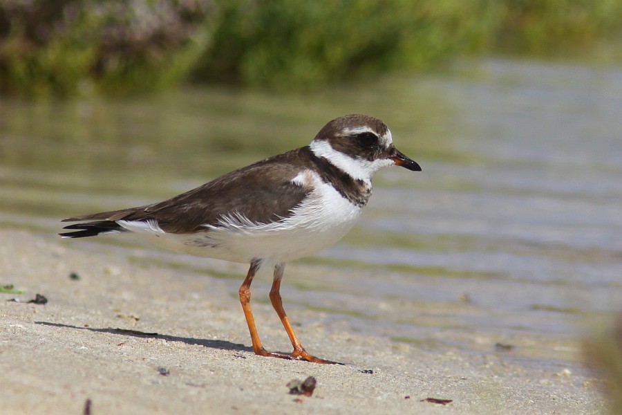 Common Ringed Plover