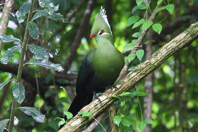 Livingstone's Turaco