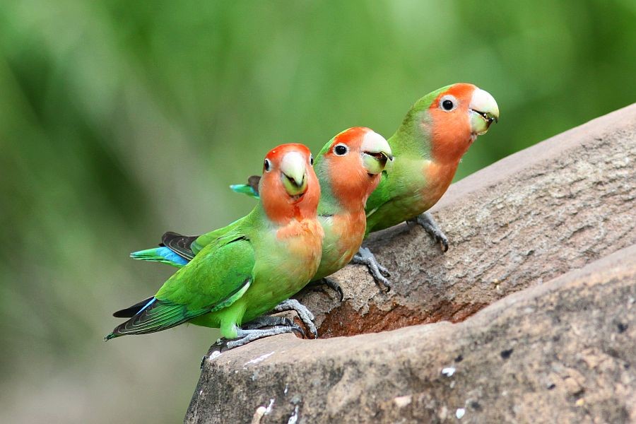 Rosy-faced Lovebird