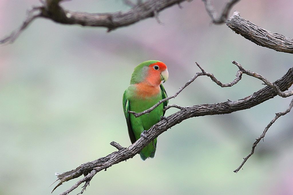 Rosy-faced Lovebird