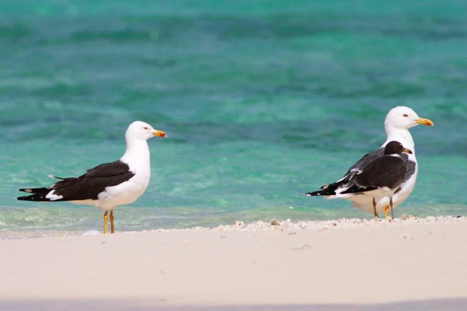 with Heuglin's Gull and Sooty Gull