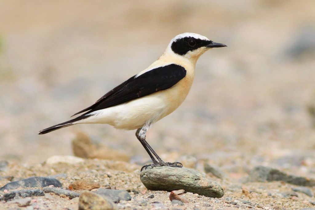 Eastern Black-eared Wheatear