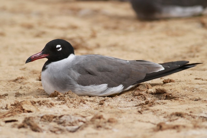 White-eyed Gull
