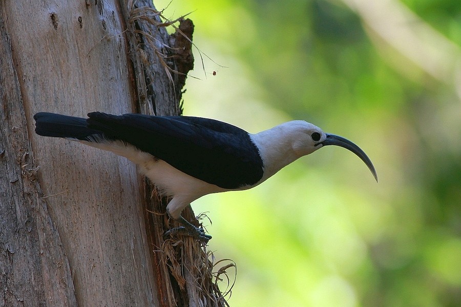 Sickle-billed Vanga