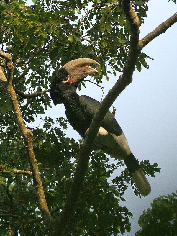 White-thighed Hornbill