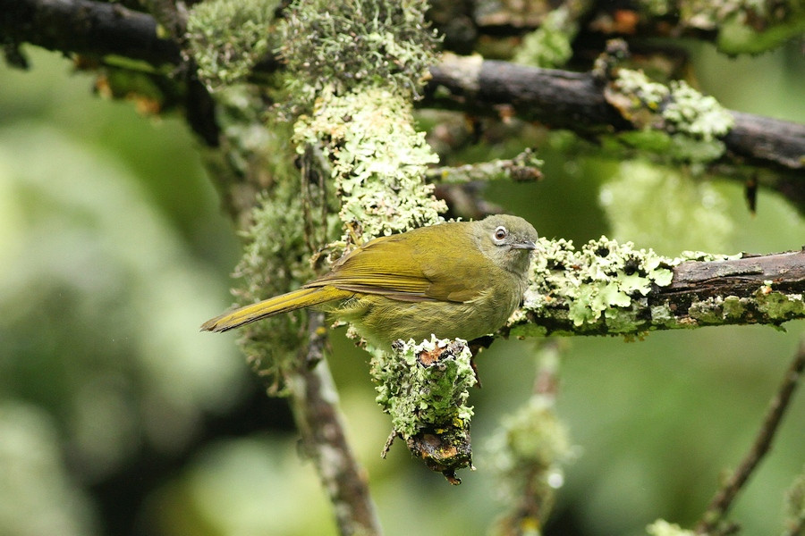 Shelley's Greenbul