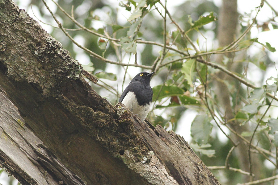 Abbott's Starling