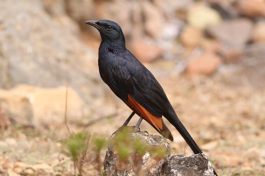 Somali Starling