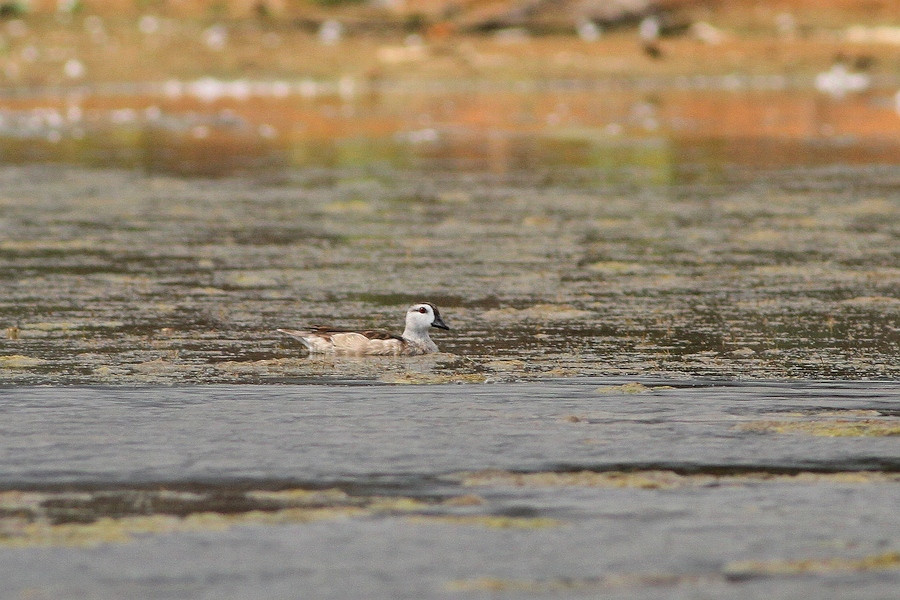 Cotton Pygmy Goose
