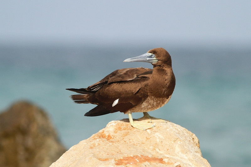 Brown Booby