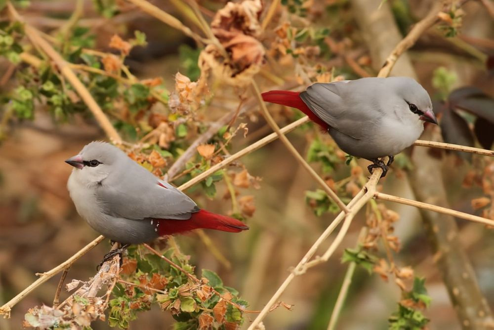 Lavender Waxbill