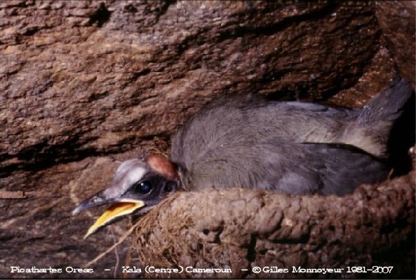 Grey-necked Picathartes