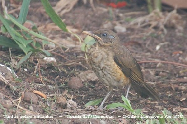 Turdus pelios saturatus waiting for food