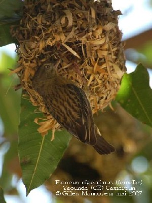 Vieillot's Black Weaver
