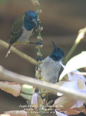 Reichenbach's Sunbird