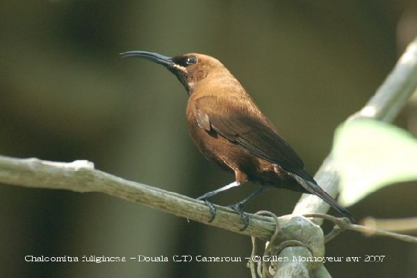 Carmelite Sunbird