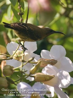 Carmelite Sunbird