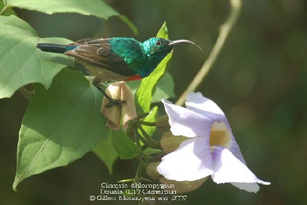 Olive-bellied Sunbird