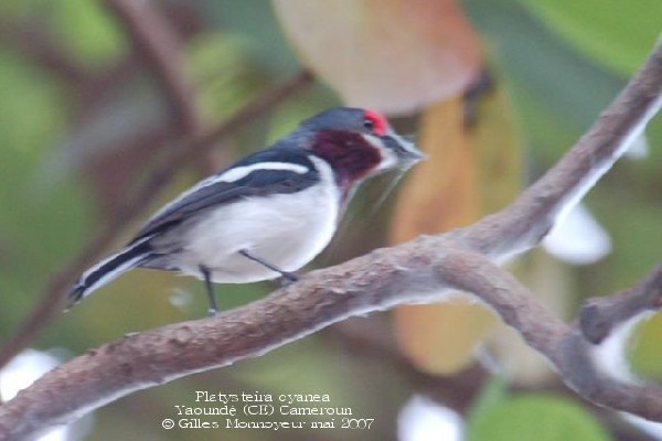 Gobe mouche caronculé à collier