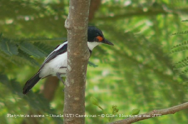 gobe mouche caronculé mâle