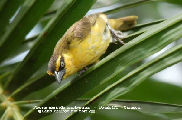 Olive-naped Weaver searching for insects on a palm tree