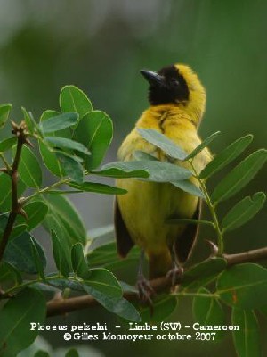 Ploceus pelzeni