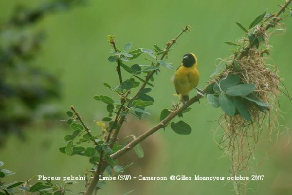 Slender-billed Weaver