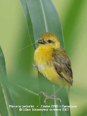 Slender-billed Weaver