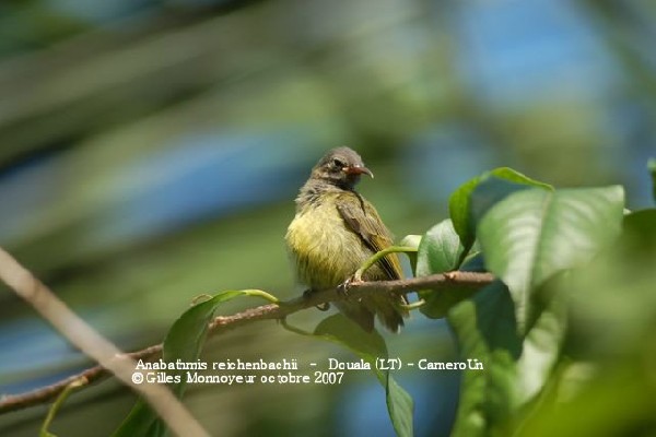 Reichenbach's Sunbird