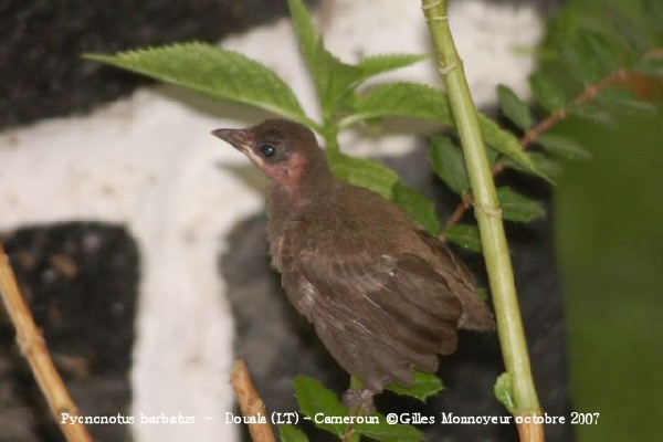 Common Bulbul first flight