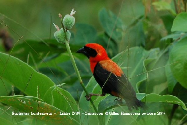 Black-winged Bishop