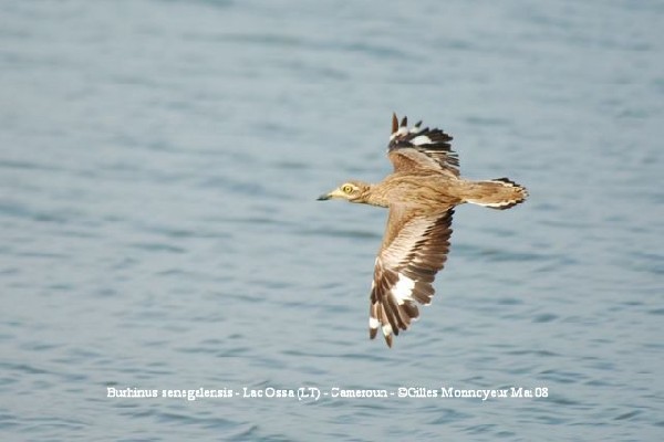 Oedicneme du sénégal - Senegal thick-knee