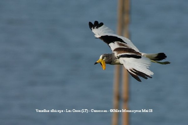 Vanneau à tête blanche - White-headed Lapwing