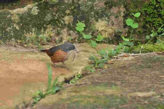 Brown Twinspot