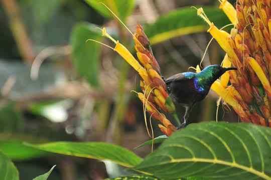 Purple-banded Sunbird
