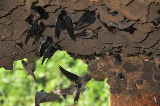 Preuss's Cliff Swallow