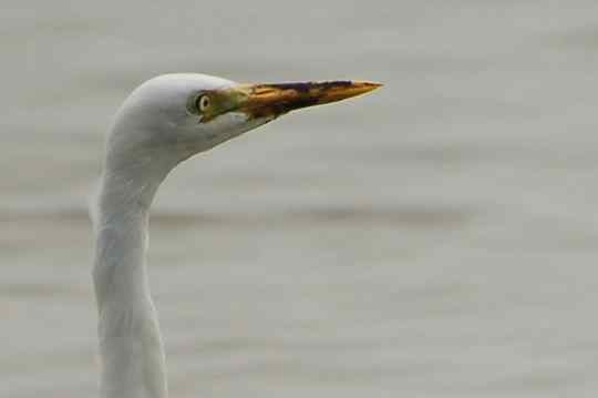 Intermediate Egret close-up