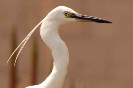 Little Egret close-up