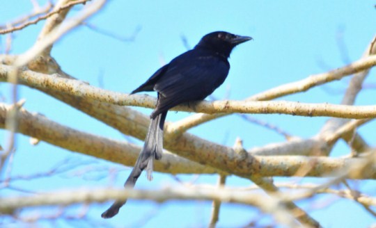 Drongo de mayotte